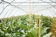 © Foodlovers - Aubergine plants in the greenhouse