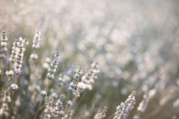 Poster - Sunset over a white lavender field in Provence, France.