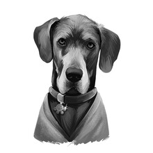 Great Dane, Deutsche Dogge, German Mastiff Dog Digital Art Illustration Isolated On White Background. Germany Origin Working, Guardian Dog. Pet Hand Drawn Portrait. Graphic Clip Art Design