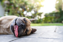 French Bulldog With Heat Stroke Symptoms Lying On The Ground.
