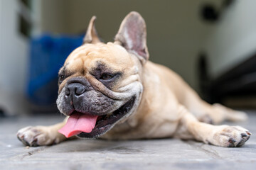 Wall Mural - Dog lying on the ground exhausted from summer heat.