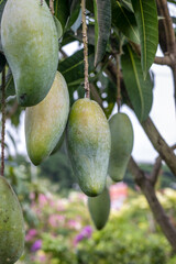 Wall Mural - Close up shot of organic fresh mango fruit on the tree