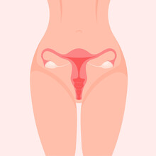 Uterus In A Body. Female Reproductive System. Vector Illustration Isolated On White Background.