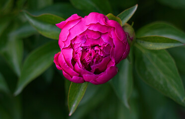 Wall Mural - a large red flower is opening