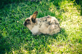 Pstry królik na zielonej trawie