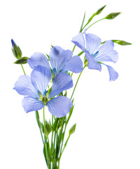 Wall Mural - Flax flowers isolated on white background. Bouquet of blue common flax, linseed or linum usitatissimum.