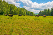 Cows in a green hilly meadow under a blue sky in sunlight in springtime, Voeren, Limburg, Belgium, June, 2022