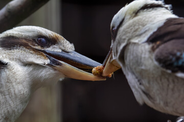 Portrait of a laughing kookaburra ,dacelo novaeguineae. The male feeds the female