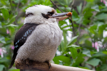Portrait of a laughing kookaburra ,dacelo novaeguineae, with big beak. Blue-winged kookaburra. Australia.