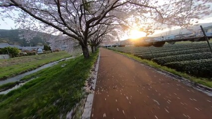 Wall Mural - Japanese cherry blossom in an early morning