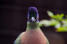 Portrait Of A Purple-crested Turaco. Tauraco Porphyreolophus