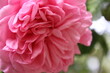 Rosa Rosen in Nahaufnahme. Foto der Königin der Blumen.
Ein buschiger Baum mit rosa Blüten. Rosenknospen sind von grünen Blättern umgeben. Die natürliche Umgebung ist im Hintergrund des Bildes. Garten