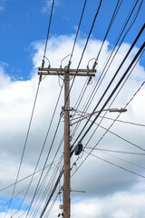 Power lines and communication lines spread out from the two utility poles in Windsor in Upstate NY.	