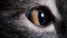 Yellow Cat Eyes Closeup. Visual Acuity In Cats Concept
