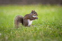 Gray Squirrel Standing In Grass