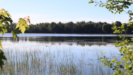 Wall Mural - lake in the woods