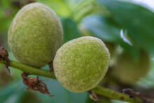 Close-up Of Unripe Walnuts In Their Green Shells Hanging On The Tree