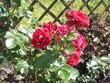 czerwone róże na tle drewnianego płotu w parku