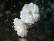 białe róże z ogrodu