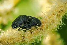 Mating Beetles On An Edible Chestnut Flower.