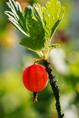 Poster - Red gooseberry fruit on a twig.