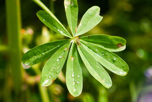 A Lupine Flower Leaf With Drops Of Water