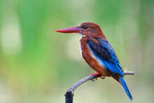 Old Brown Bird With Blue Wings And Red Beaks Perching On Thin Wooden Branch Over Fine Green Background, White-throated Kingfisher