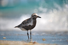 Black-Bellied Plover Wild Sea Birdlooking For Food On Seaside In Summer