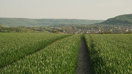 Wall Mural - Green field with young wheat, winter wheat