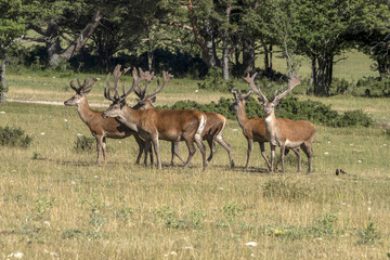 Canvas Print - European deer portrait in summer