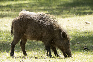 Canvas Print - wild boar portrait in the forest in summer