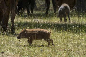 Canvas Print - baby newborn wild boar portrait in the forest in summer