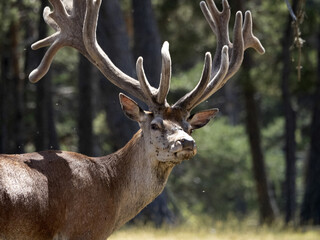 Canvas Print - European deer portrait in summer