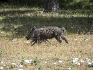 Canvas Print - baby newborn wild boar portrait in the forest in summer