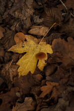 Two Small Brown Mushrooms On Yellow Leaf In Forest. Autumn Nature, Leaves Texture. Vertical Shot