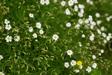 White Beautiful Flowers In Green Grass, Spring White Flowers Growing In Green Grass In Spring