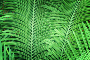 Wall Mural - background of tropical green palm