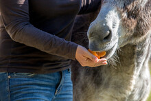Hand Feeding A Donkey An Orange.