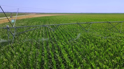 Wall Mural - Aerial view drone shot of irrigation system on agricultural corn field helps to grow plants in the dry season. Landscape, rural scene