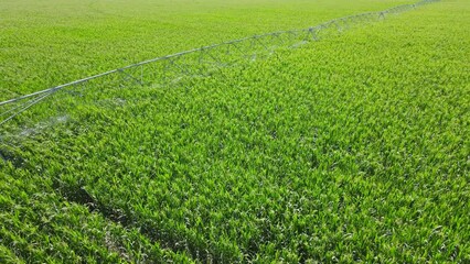 Wall Mural - Aerial view drone shot of irrigation system on agricultural corn field helps to grow plants in the dry season. Landscape, rural scene