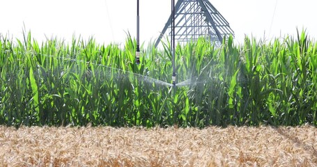 Wall Mural - Irrigation system on agricultural corn field helps to grow plants in the dry season, slow motion. Landscape rural scene beautiful sunny day