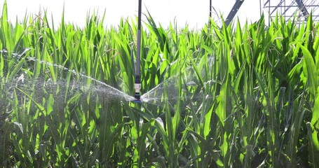 Wall Mural - Irrigation system on agricultural corn field helps to grow plants in the dry season, slow motion. Landscape rural scene beautiful sunny day