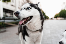 Playful And Adorable Siberian Husky Puppy Outdoors Close-up Portrait. Husky Play On The Street. Dogs Active Lifestyle.