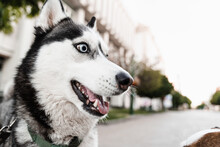 Playful And Adorable Siberian Husky Puppy Outdoors Close-up Portrait. Husky Play On The Street. Dogs Active Lifestyle.
