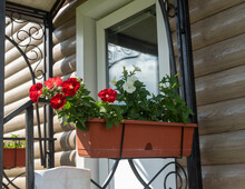 Several Flower Pots With Flowering Plants On The Porch In Front Of The Entrance To The Country House