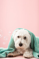 Wall Mural - Cute West Highland White Terrier dog after bath. Dog wrapped in towel. Pet grooming concept. Copy Space. Place for text