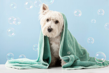 Wall Mural - Cute West Highland White Terrier dog after bath. Dog wrapped in towel. Pet grooming concept. Copy Space. Place for text