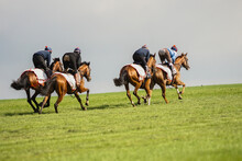 Thoroughbred Racehorses Exercising At Gallop On The Heath At Newmarket