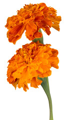 Wall Mural - marigold flower isolated