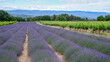 Blooming lavender fields flanked by vineyards in Provence, France